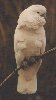 A nice bird