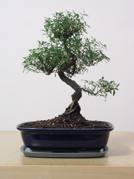 bonsai