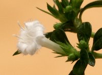 serissa flower