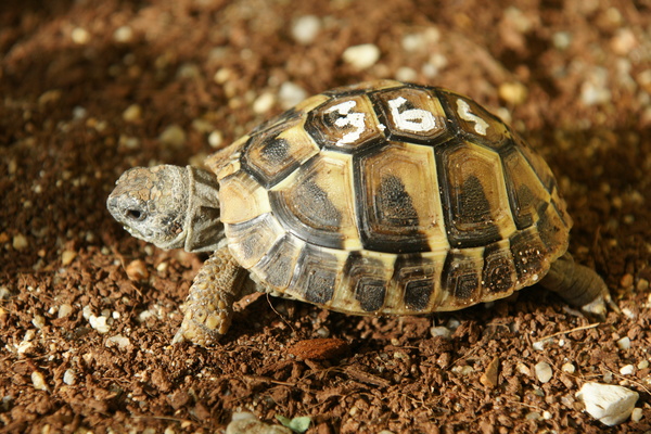 Testudo Hermanni