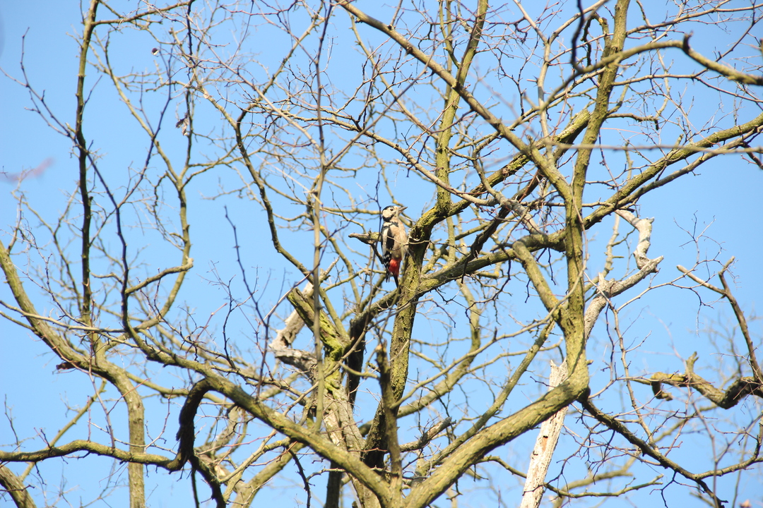 Woodpecker from a different angle