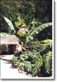 Banana tree in Sintra