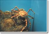 Miyajima (aquarium, crab)