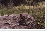 bird at Baikal